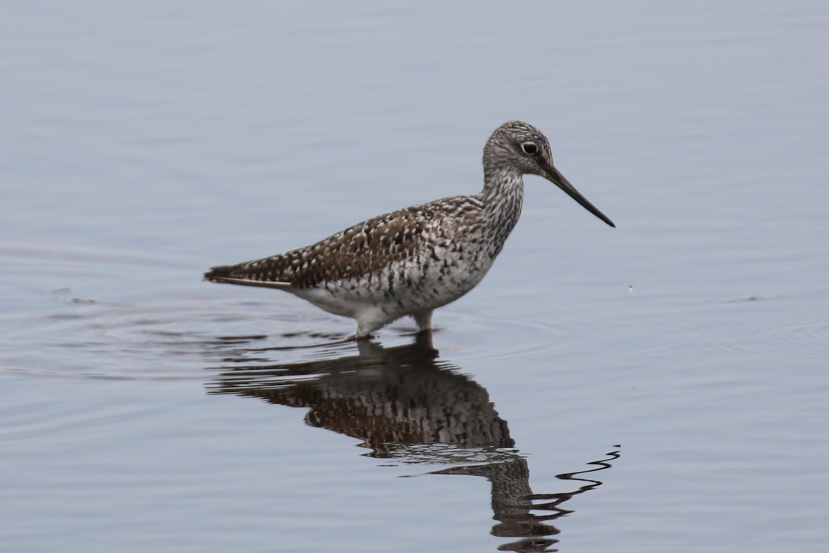 Greater Yellowlegs - ML157278001