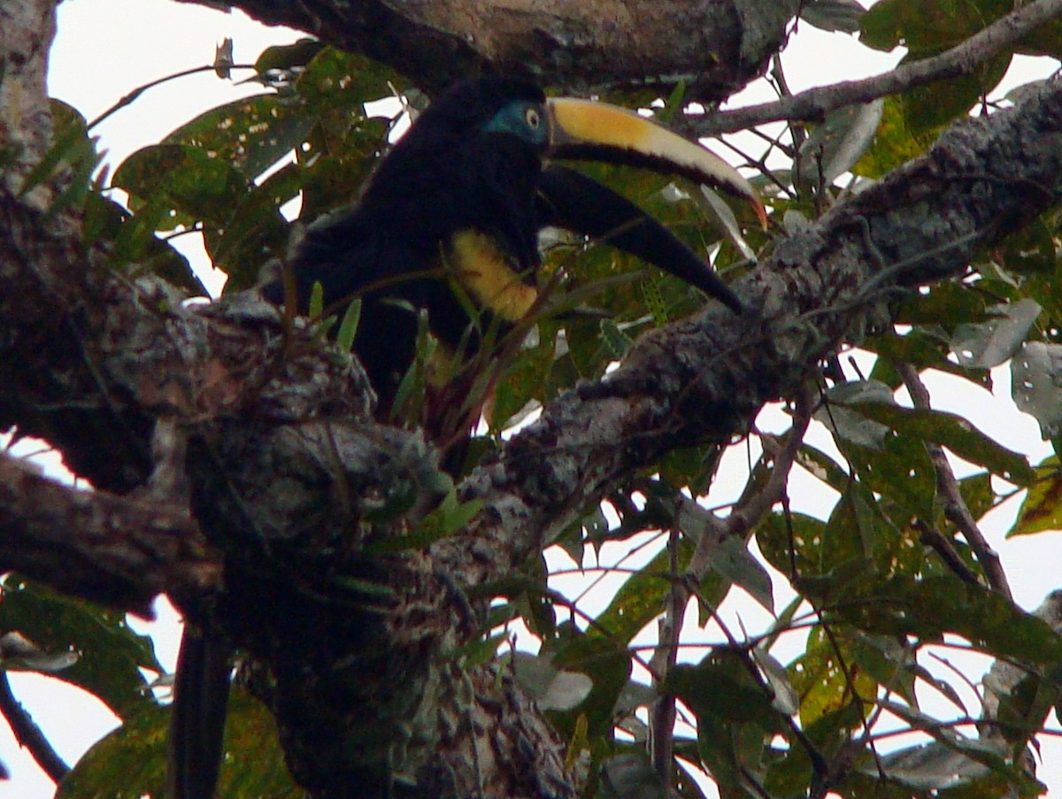 Many-banded Aracari - ML157278031