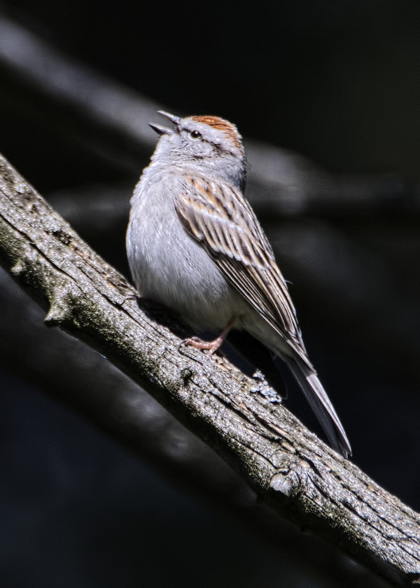 Chipping Sparrow - ML157280111