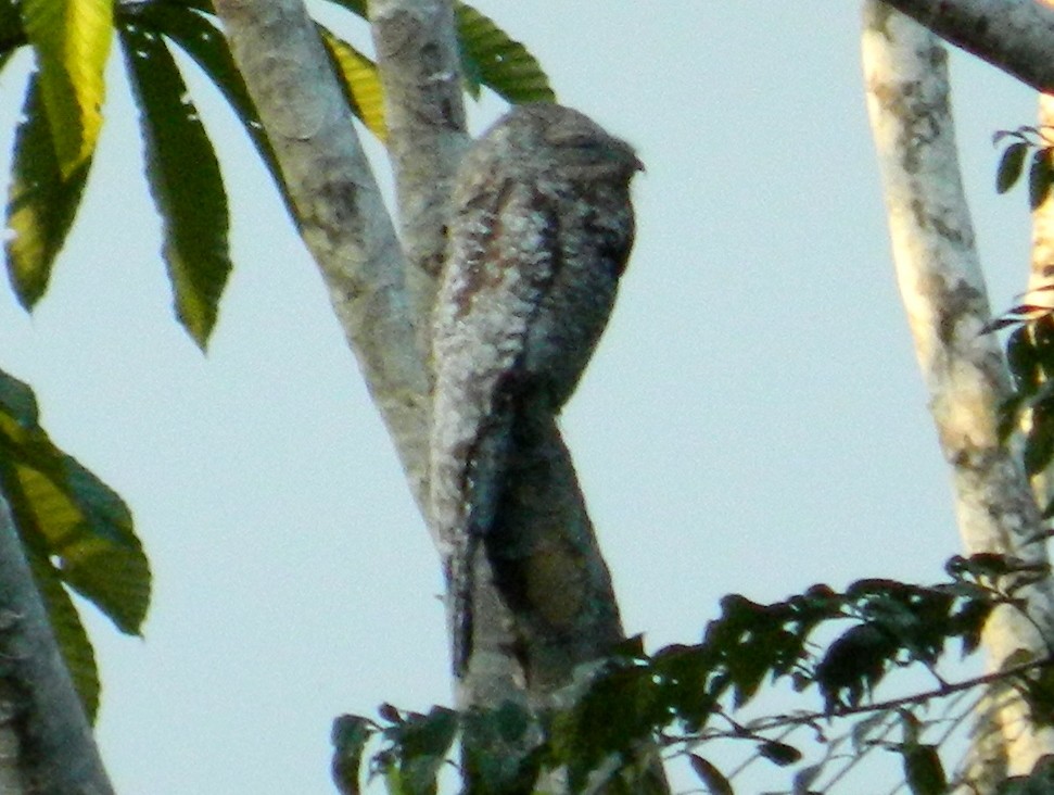 Great Potoo - ML157280411