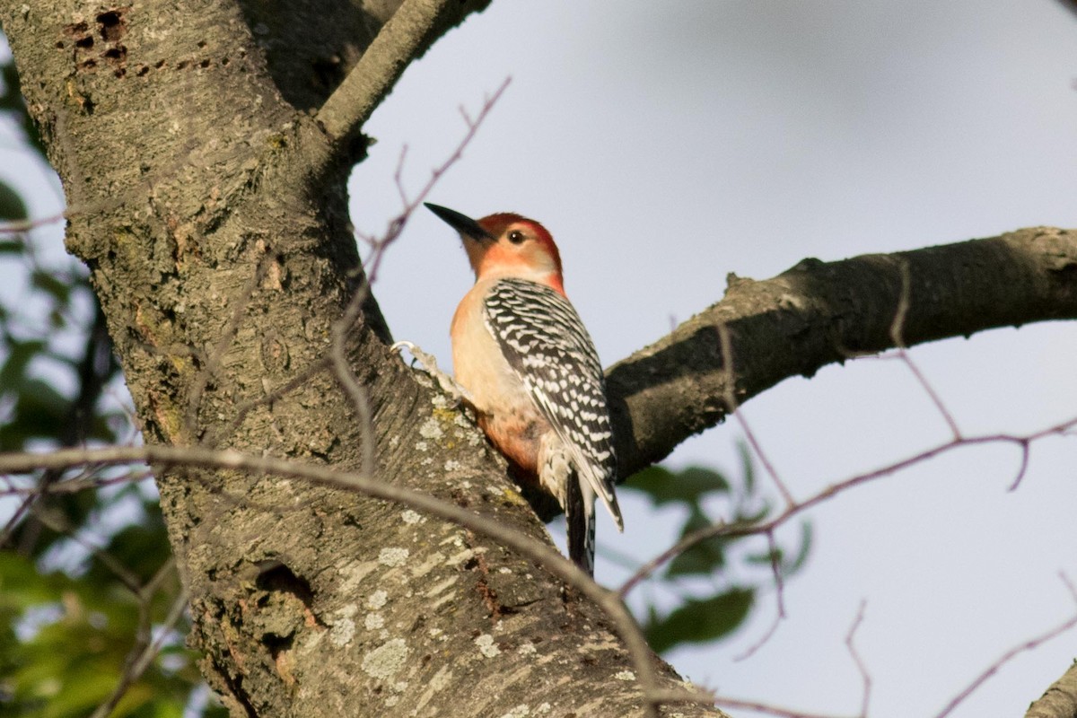 Red-bellied Woodpecker - ML157280701