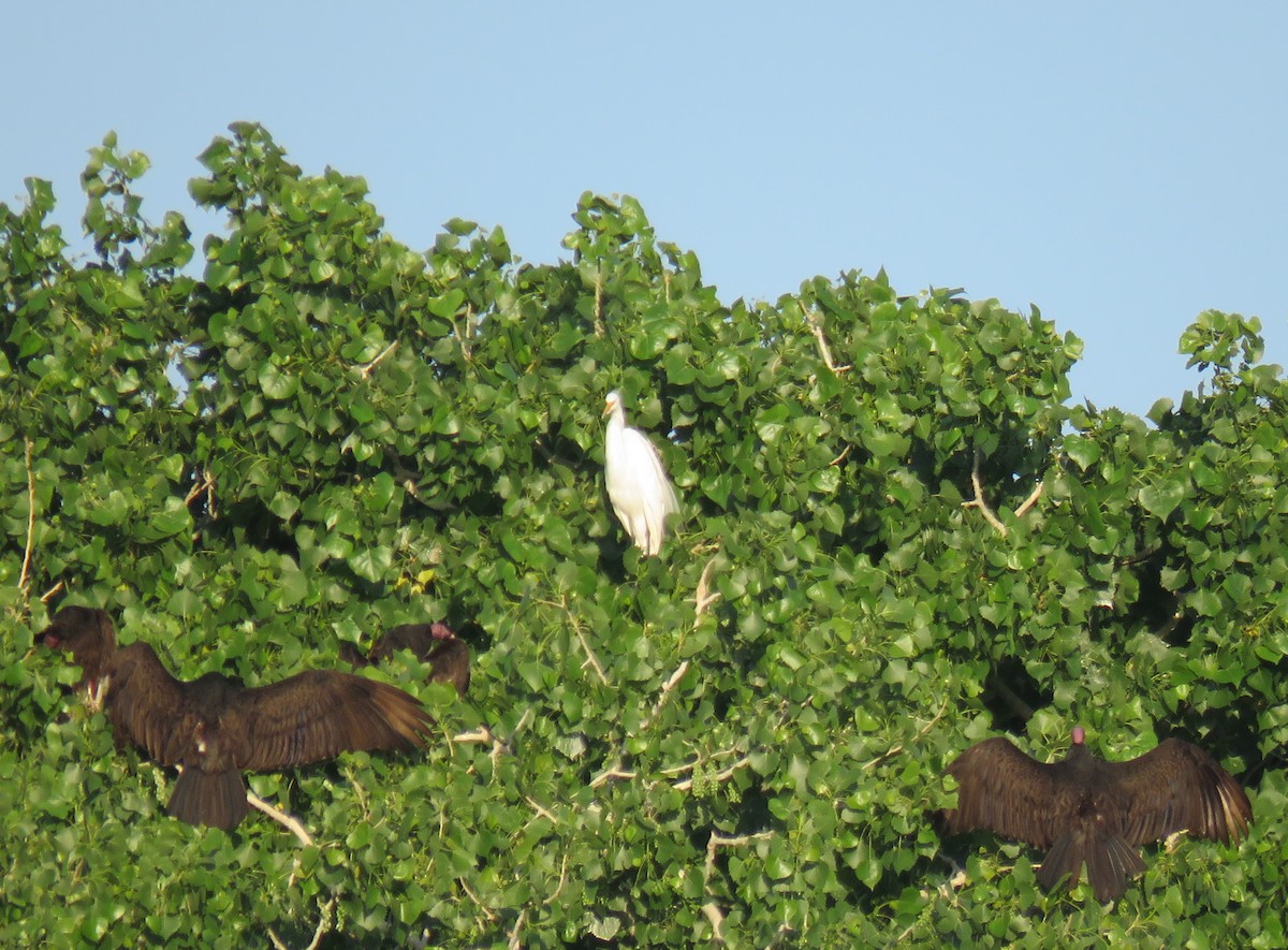 Great Egret - ML157280871