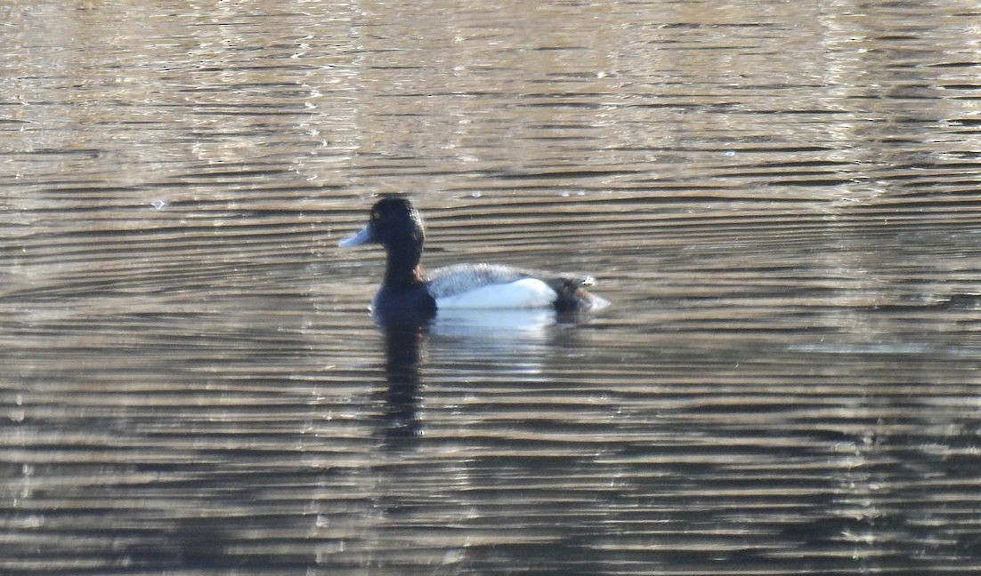 Lesser Scaup - ML157281071