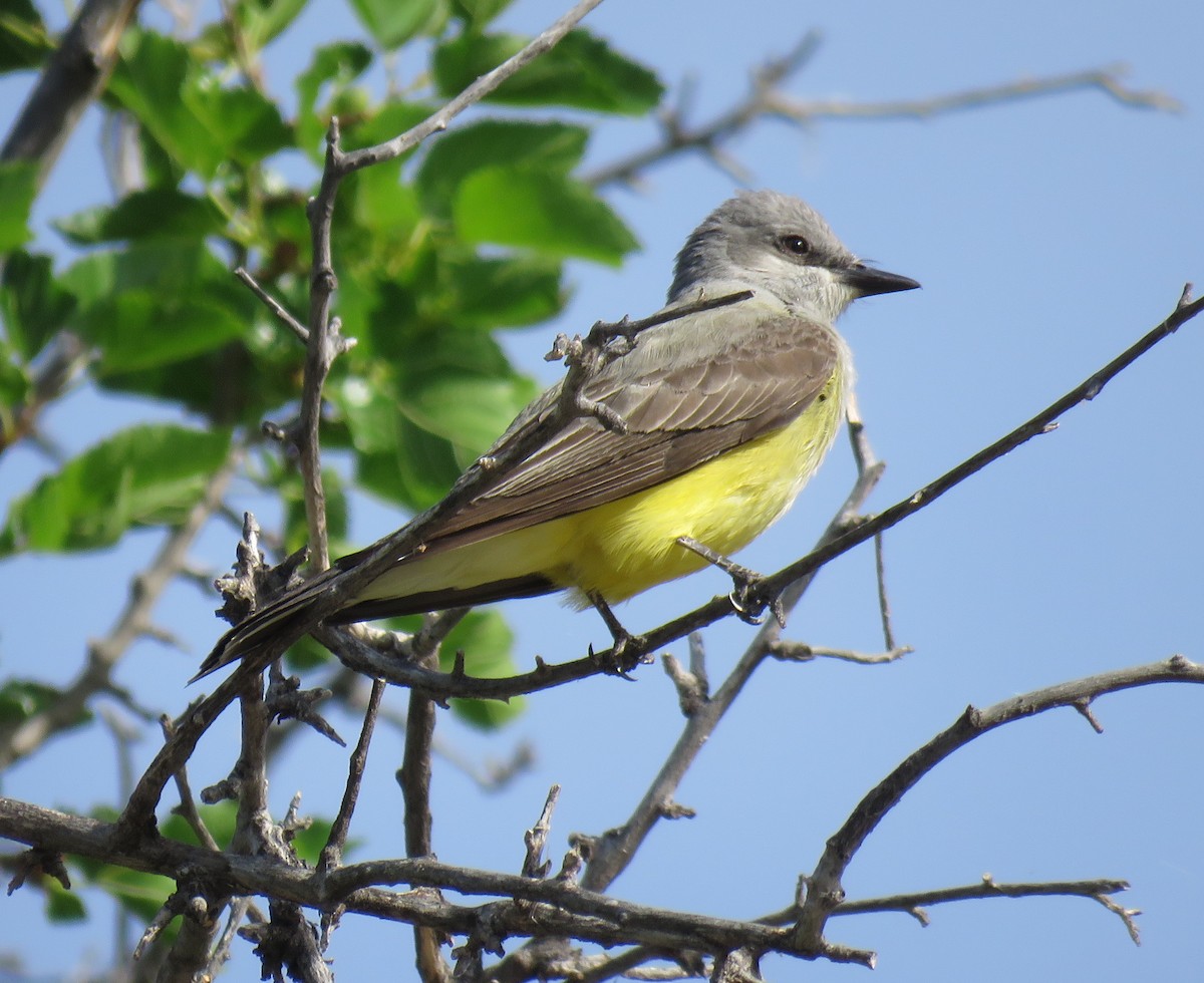 Western Kingbird - ML157281151