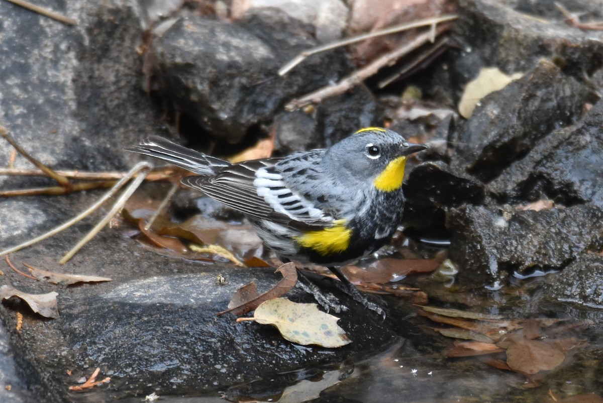 Kronenwaldsänger (Audubonwaldsänger) - ML157281241