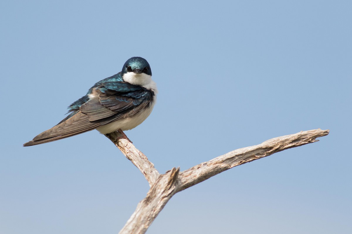 Tree Swallow - ML157281311