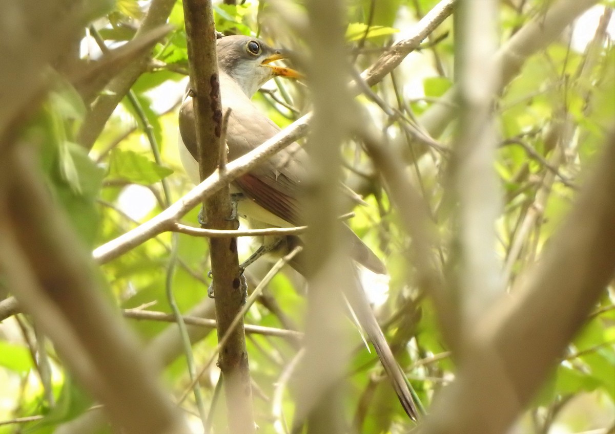 Yellow-billed Cuckoo - ML157281321