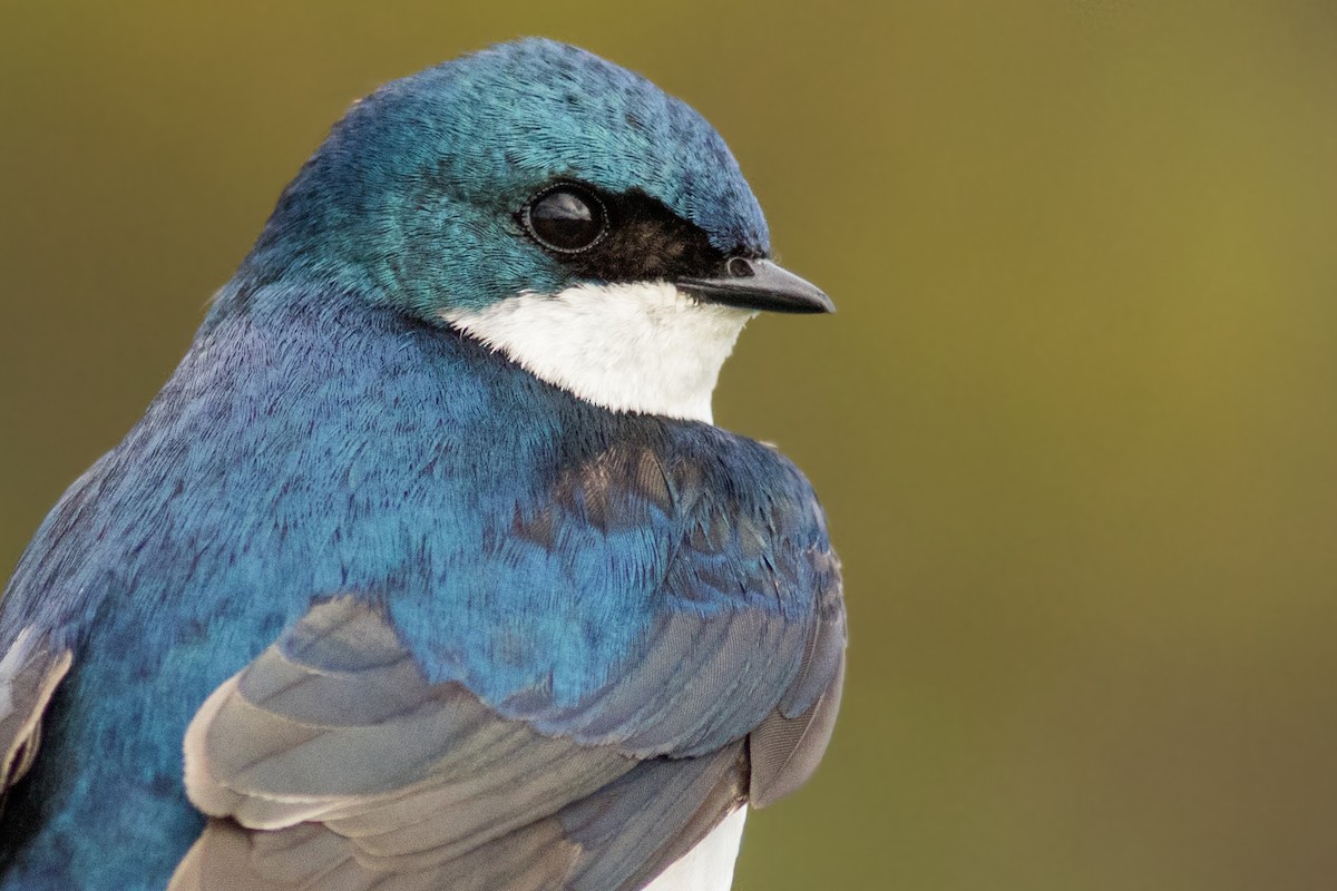 Tree Swallow - ML157281371