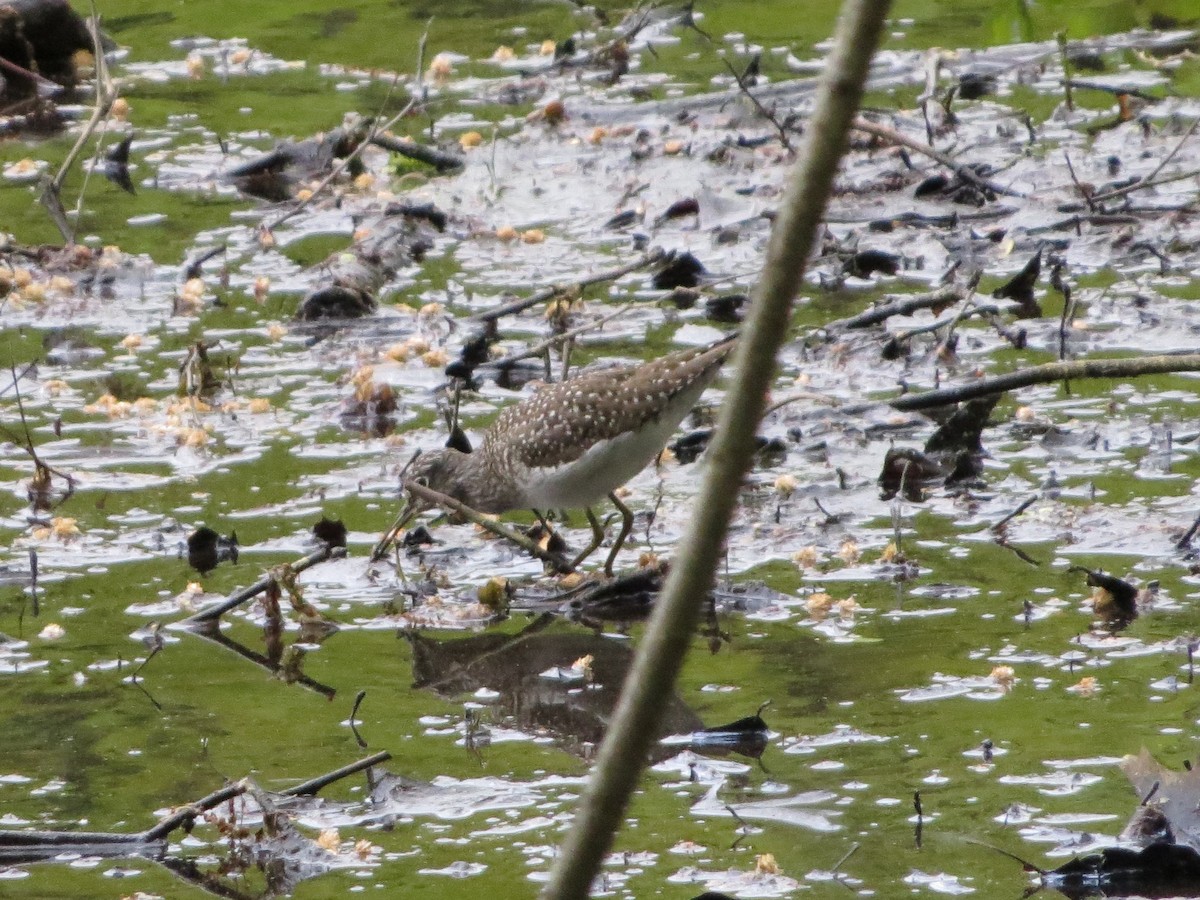 Solitary Sandpiper - ML157282021