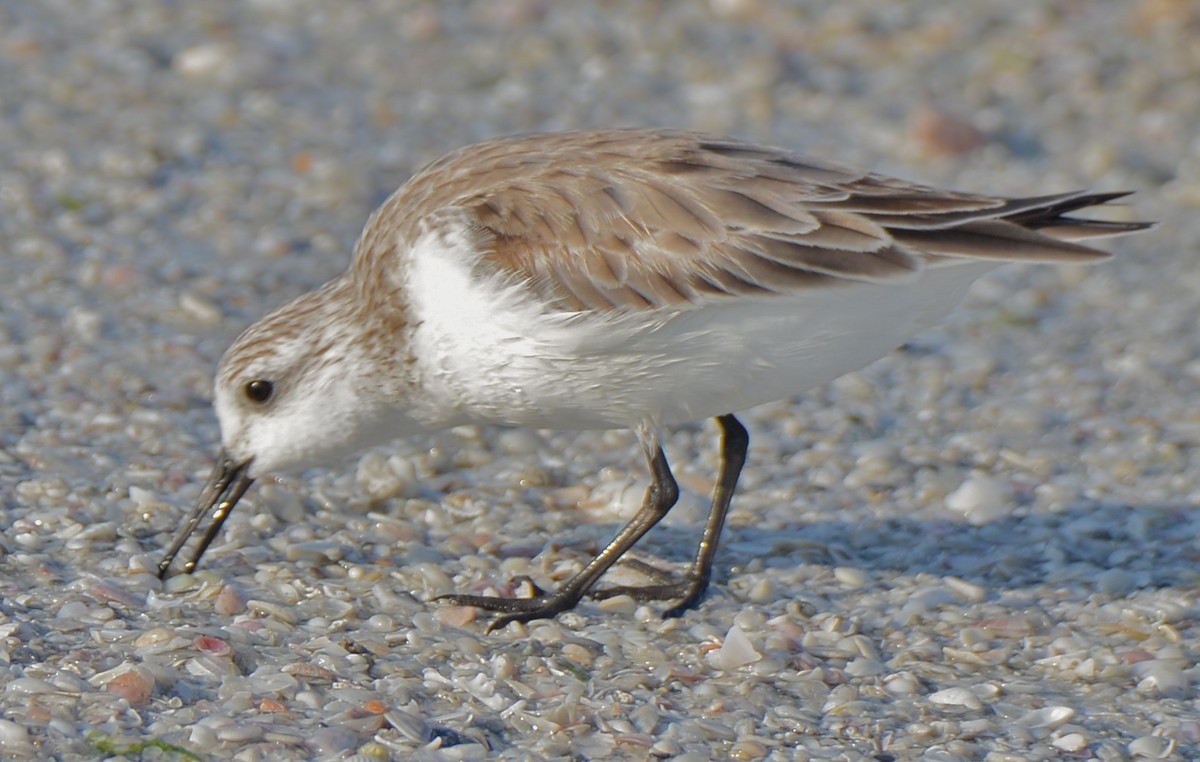 Sanderling - Gloria Markiewicz