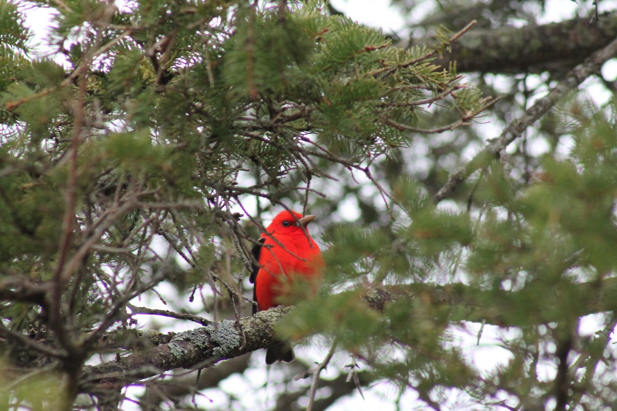 Scarlet Tanager - ML157288151