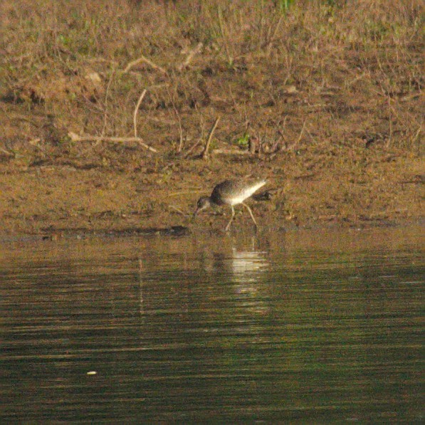 Charadriiformes, unbestimmt - ML157292311