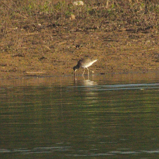 ub. vader (Charadriiformes sp.) - ML157292321