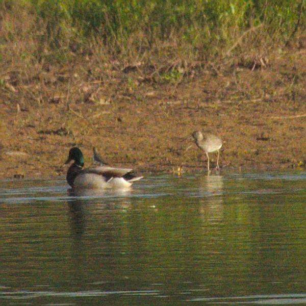 Charadriiformes, unbestimmt - ML157292331