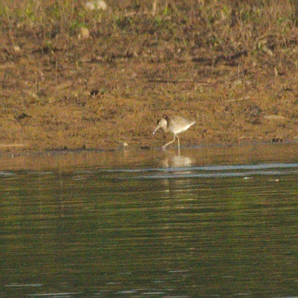 tanımsız Charadriiformes sp. - ML157292341