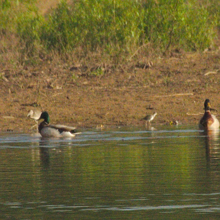 Charadriiformes, unbestimmt - ML157292351