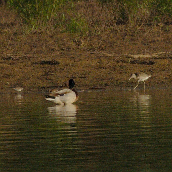 ub. vader (Charadriiformes sp.) - ML157292361