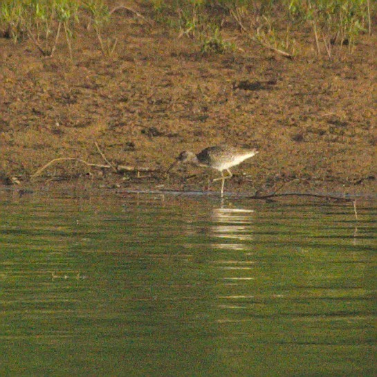 tanımsız Charadriiformes sp. - ML157292371