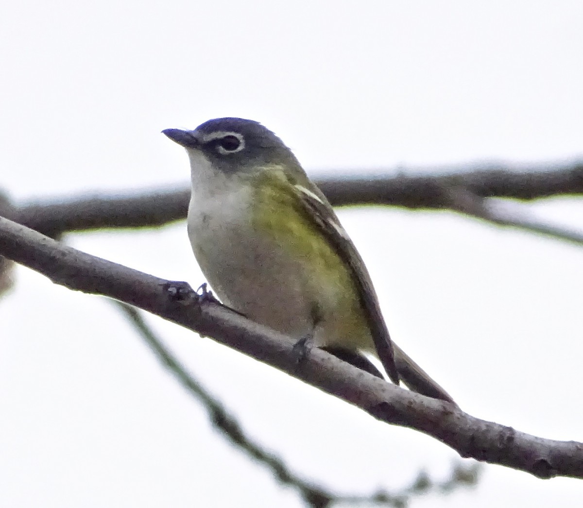 Mavi Başlı Vireo - ML157293491