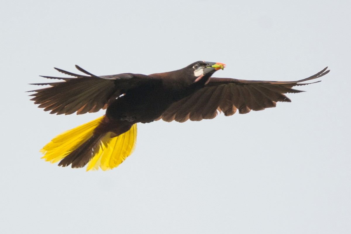 montezumaoropendola - ML157296321