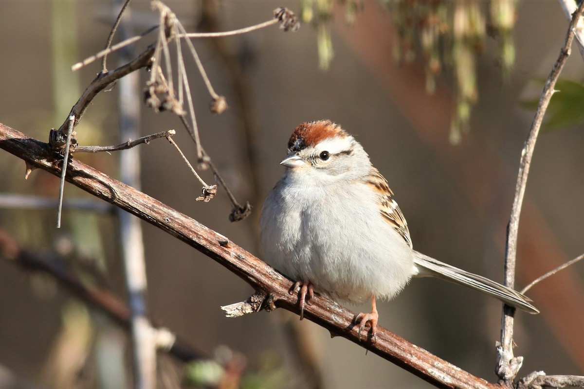 Chipping Sparrow - ML157297121