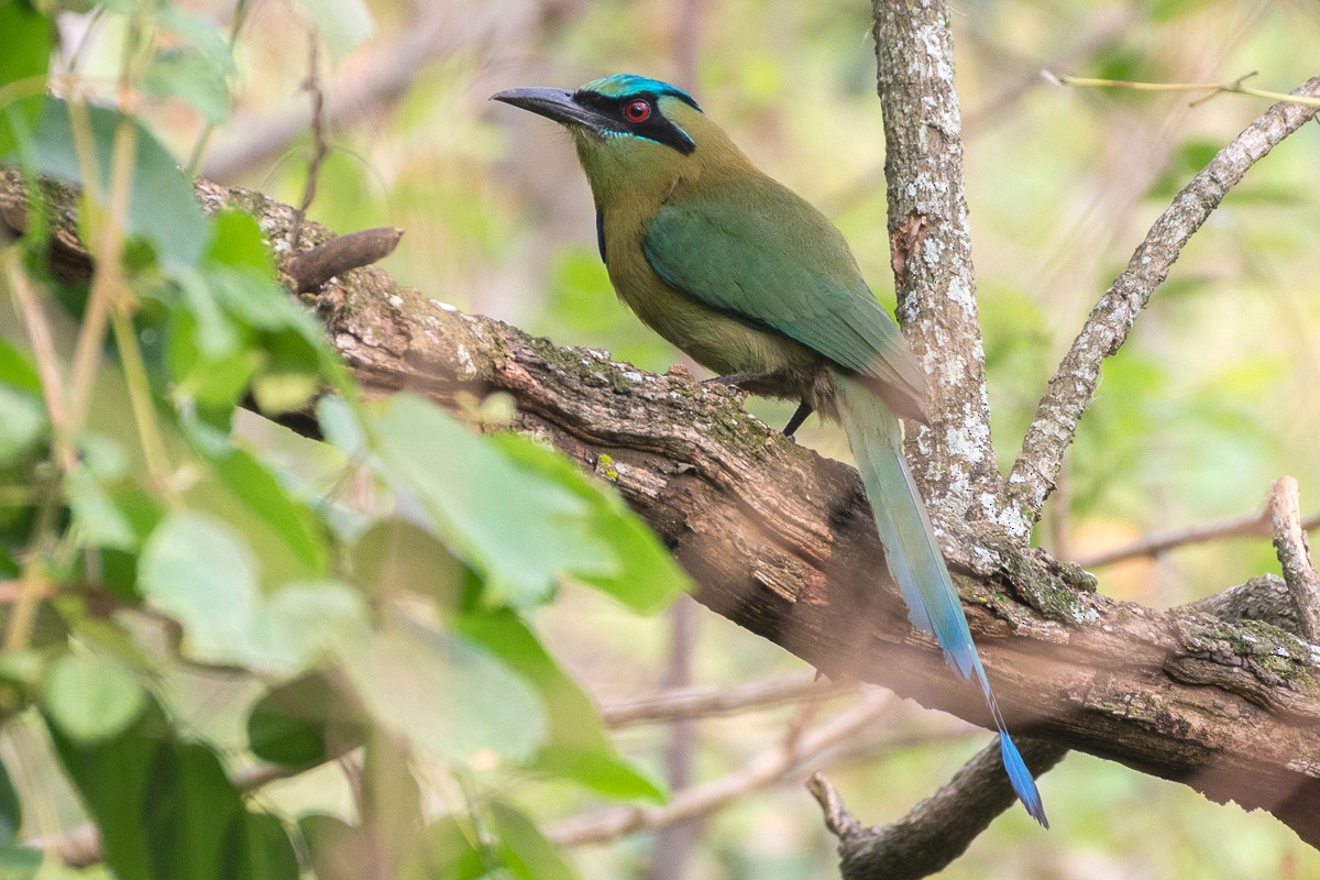 Blue-capped Motmot - ML157299151