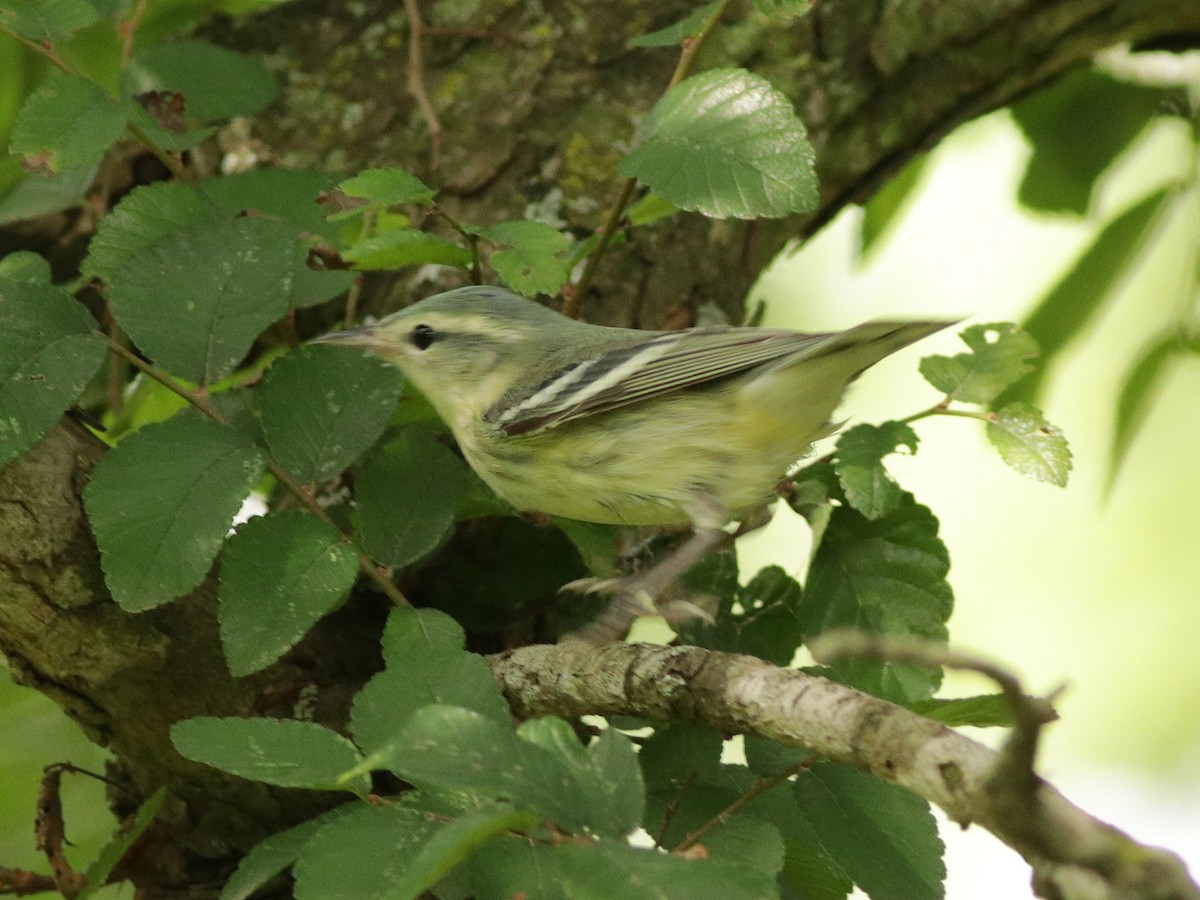 Cerulean Warbler - Ann Mallard