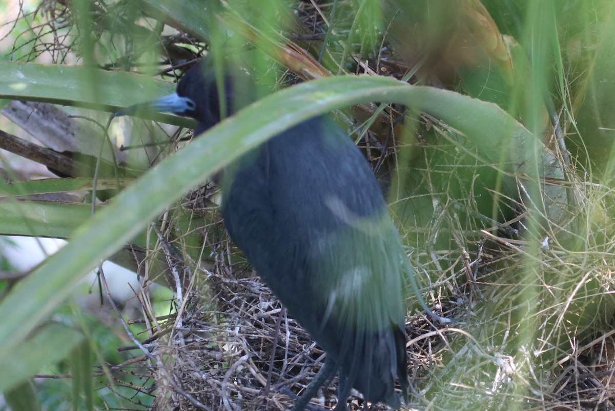 Little Blue Heron - ML157302001