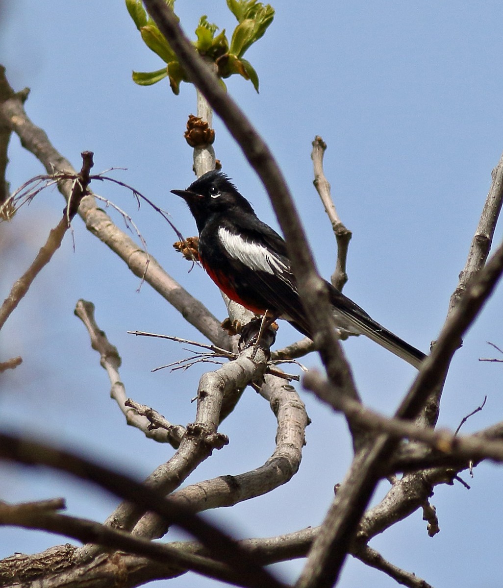 Painted Redstart - ML157302251