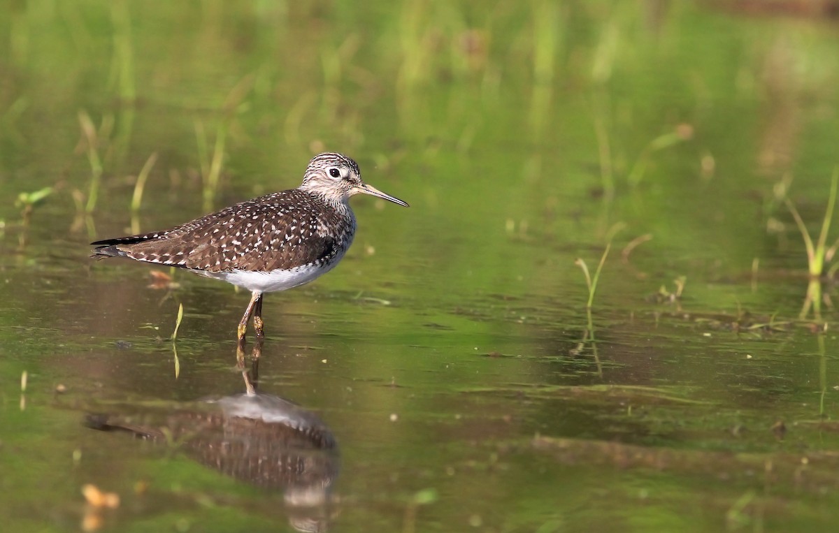 Solitary Sandpiper - ML157303221