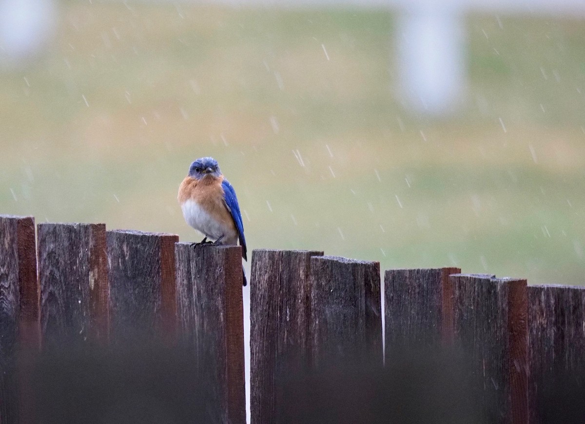 Eastern Bluebird - ML157303391