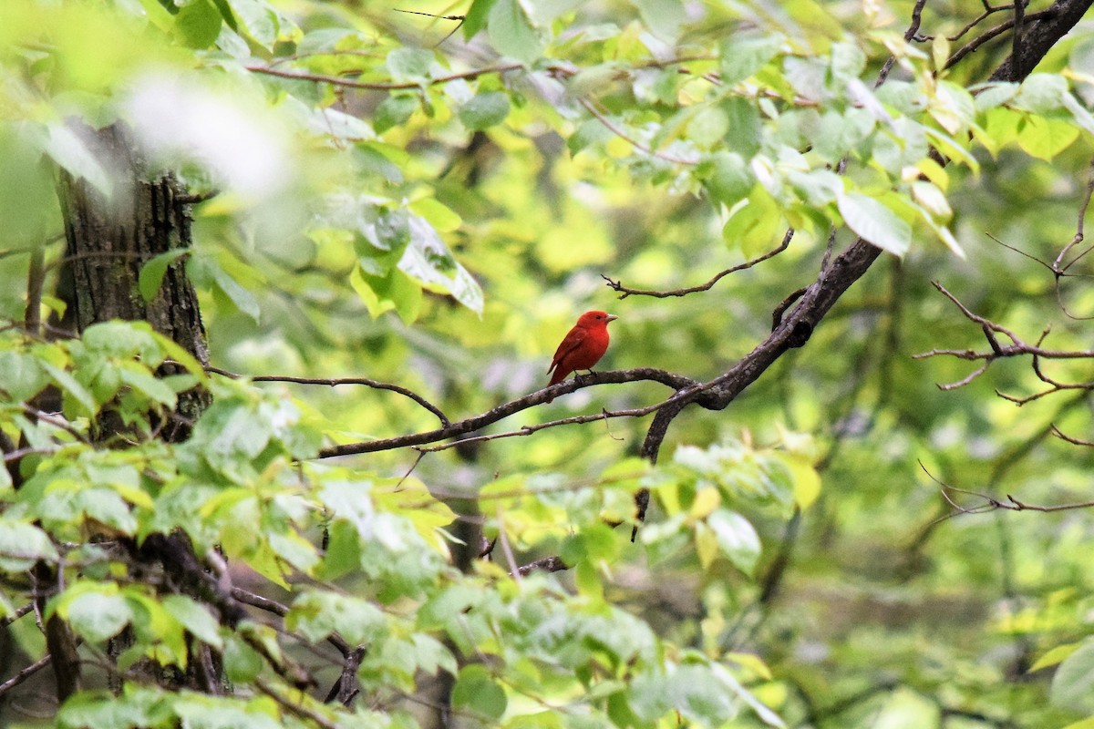 Summer Tanager - Gregg Hitchings