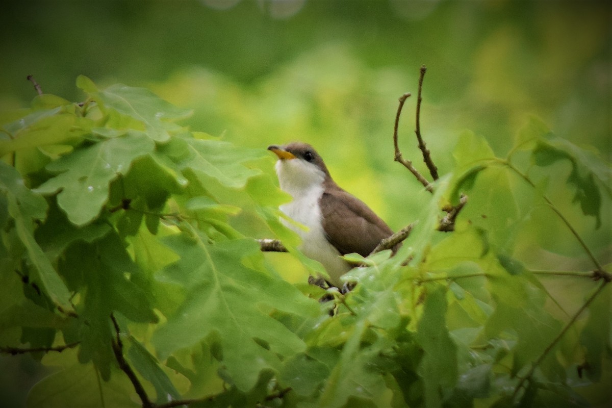 Yellow-billed Cuckoo - ML157306091