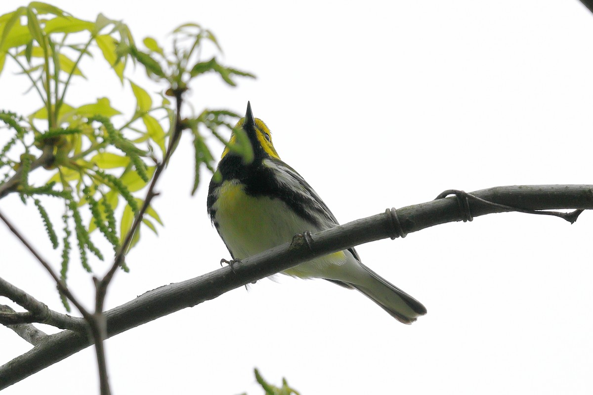 Black-throated Green Warbler - ML157306861