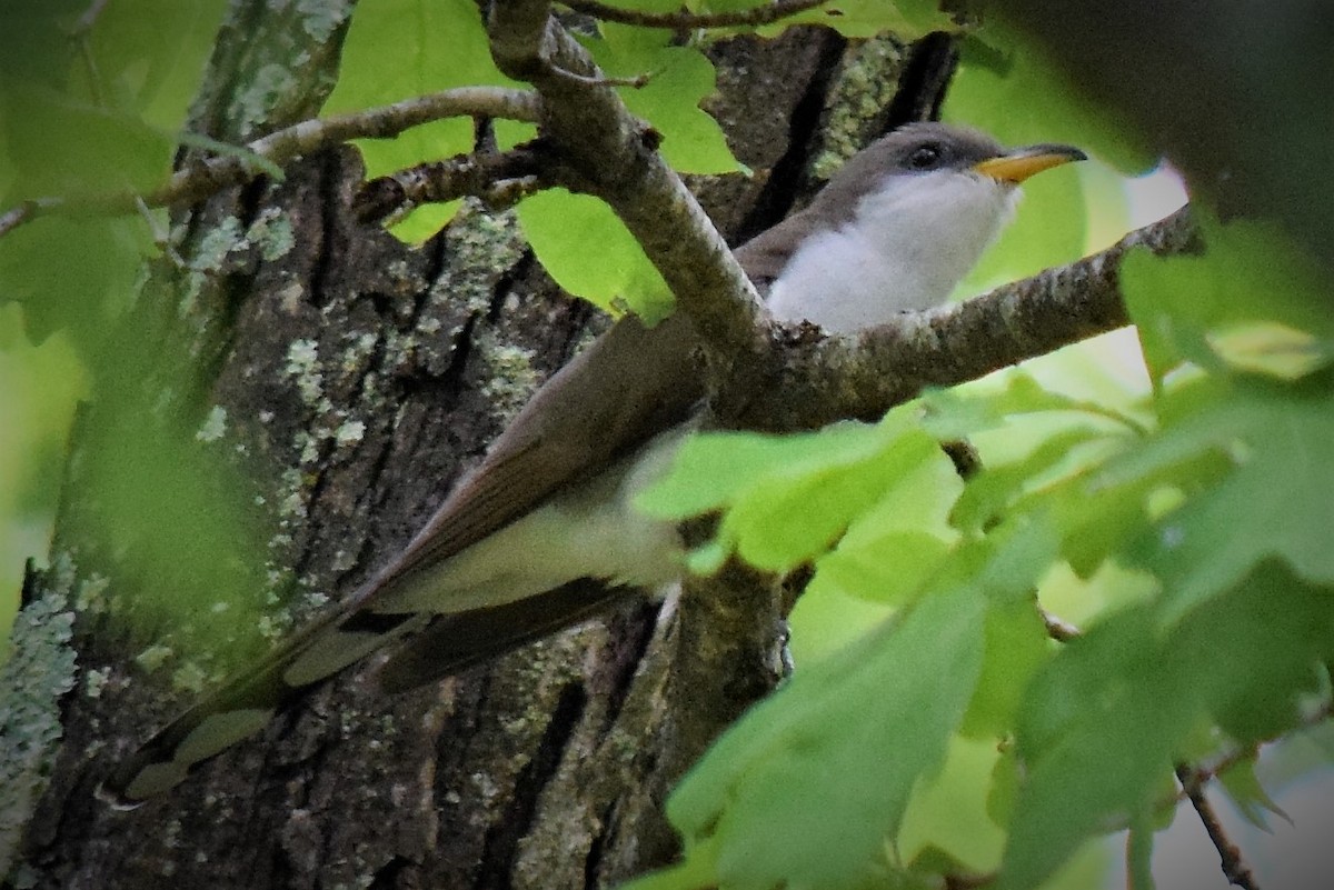 Yellow-billed Cuckoo - ML157307811