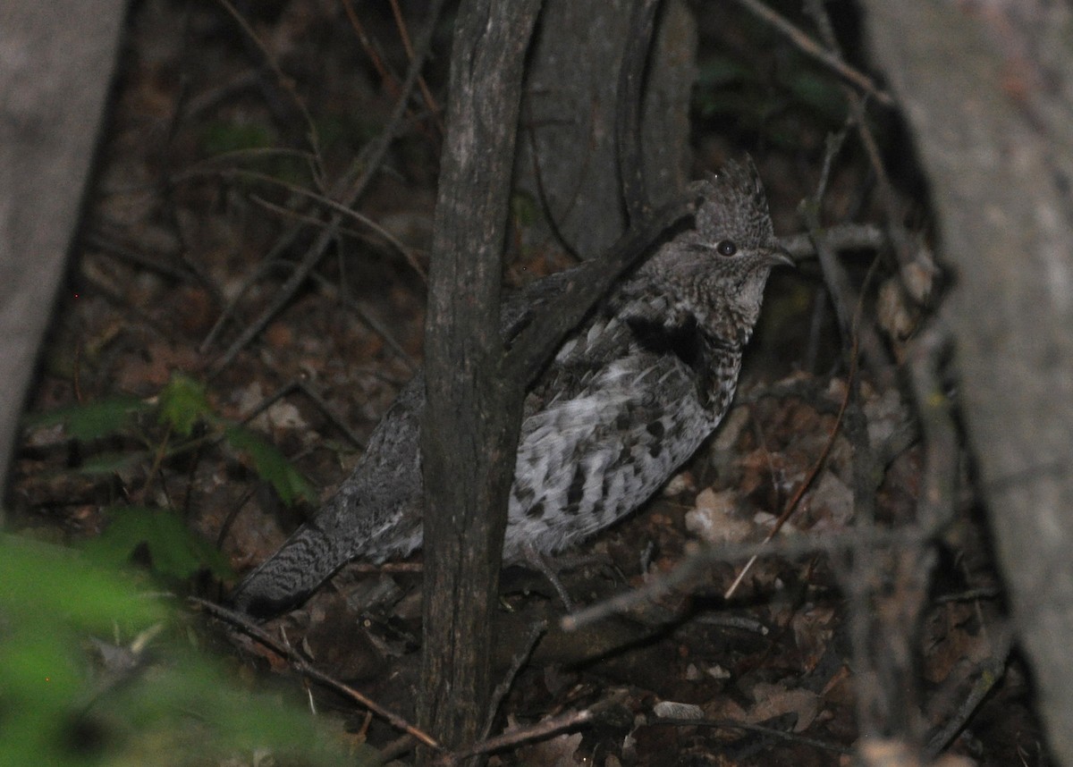 Ruffed Grouse - Colin Maguire