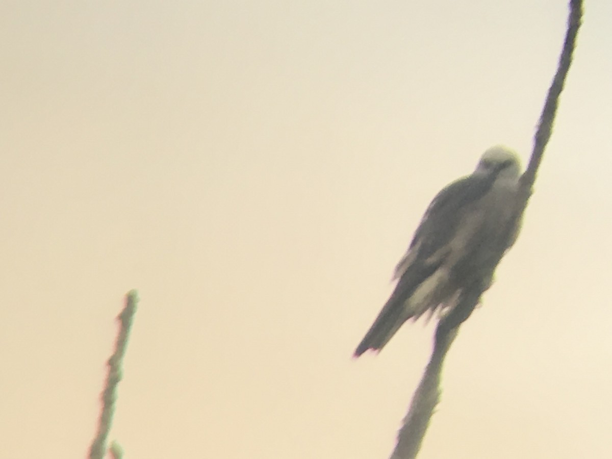 Mississippi Kite - ML157310101