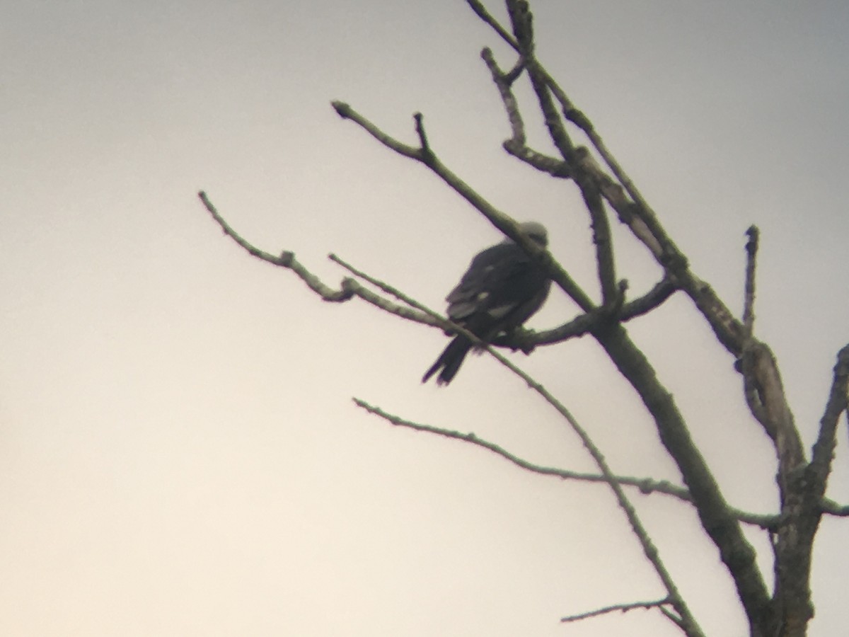 Mississippi Kite - ML157310111