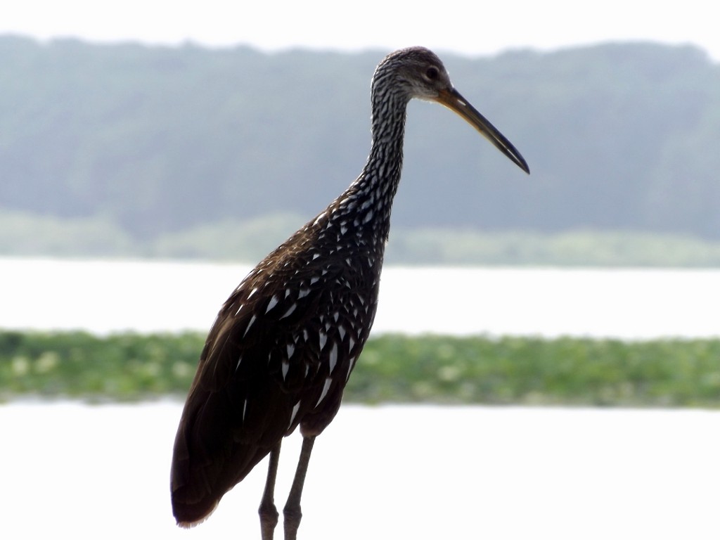 Limpkin - ML157312481