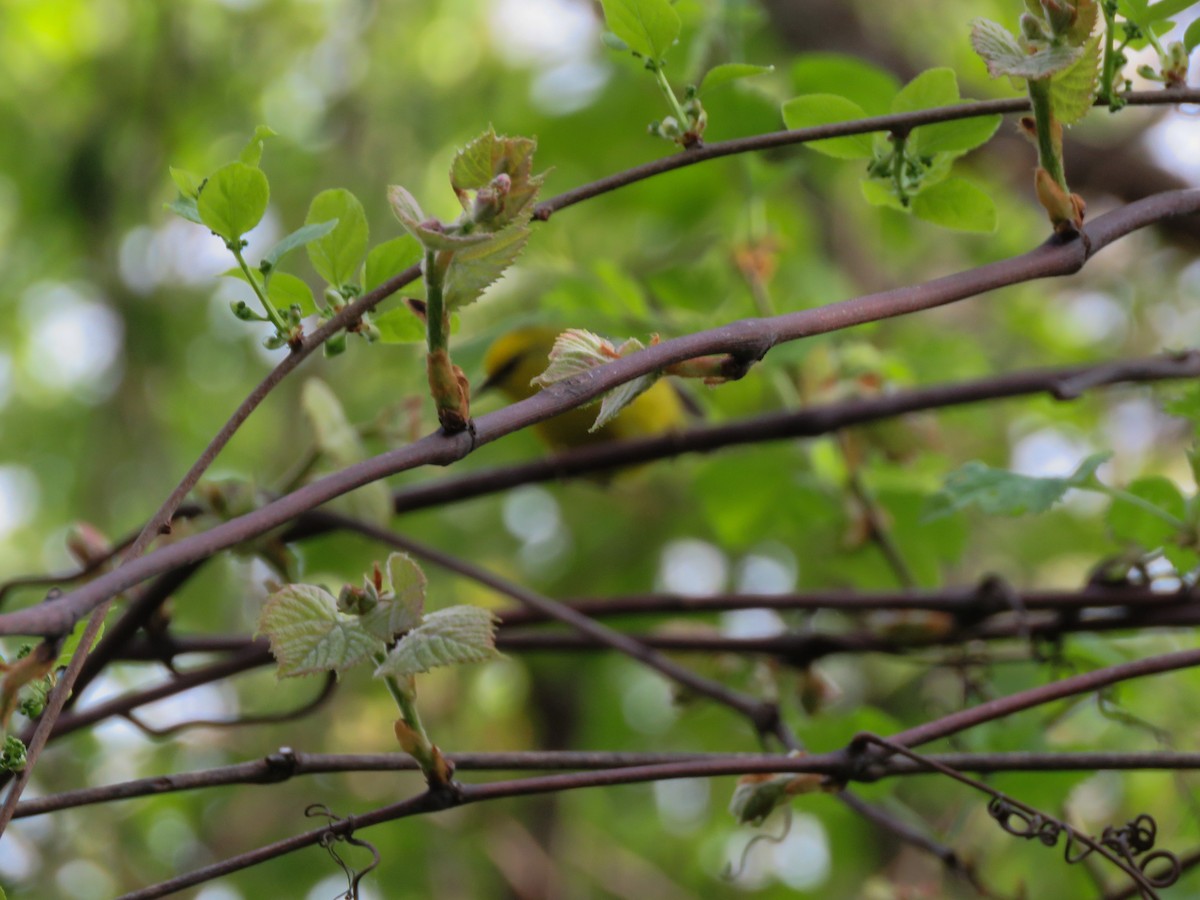 Blue-winged Warbler - Anonymous