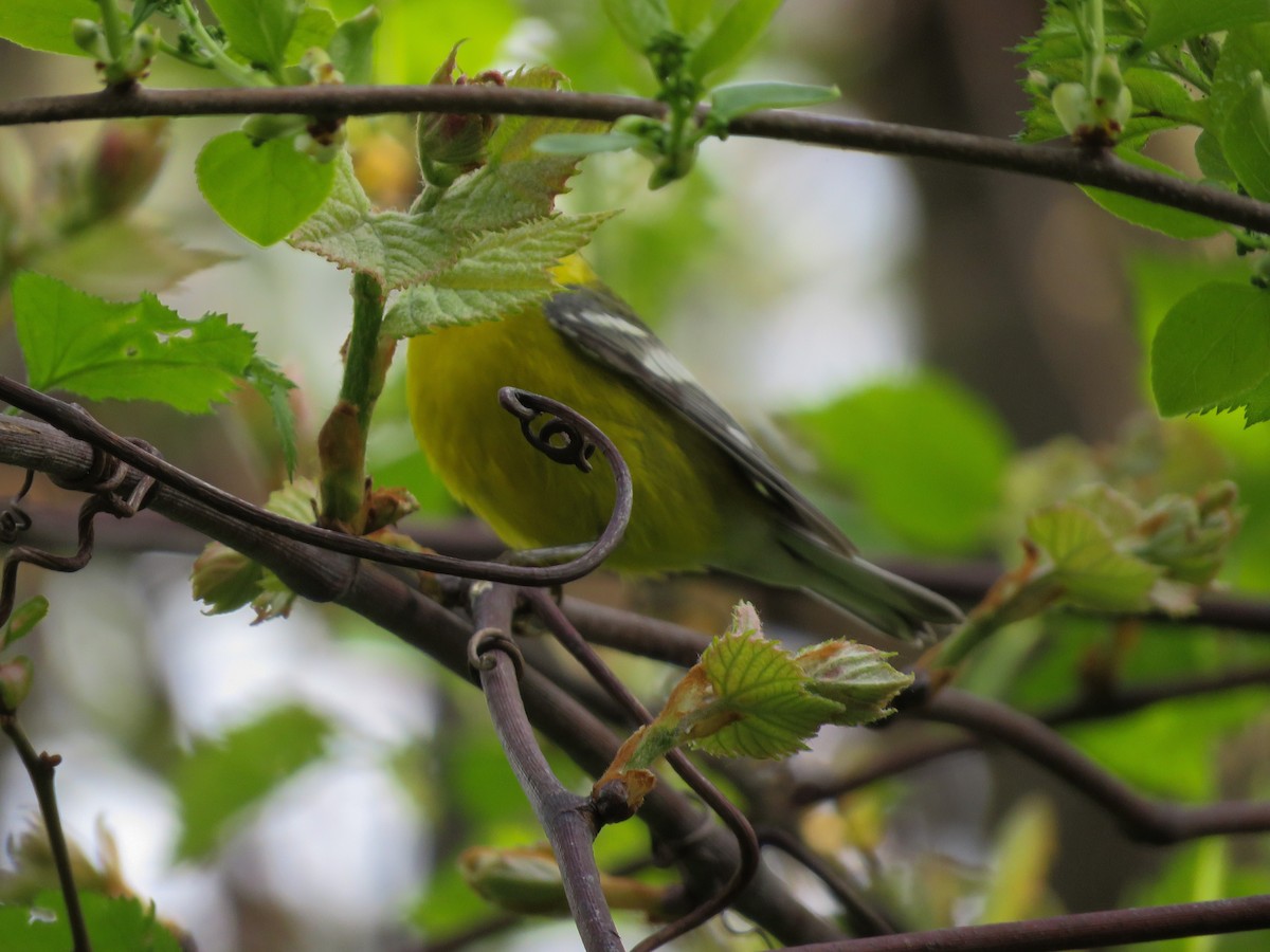 blåvingeparula - ML157314201