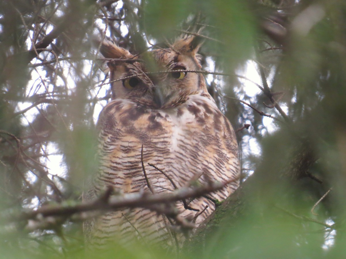 Great Horned Owl - Stuart Malcolm