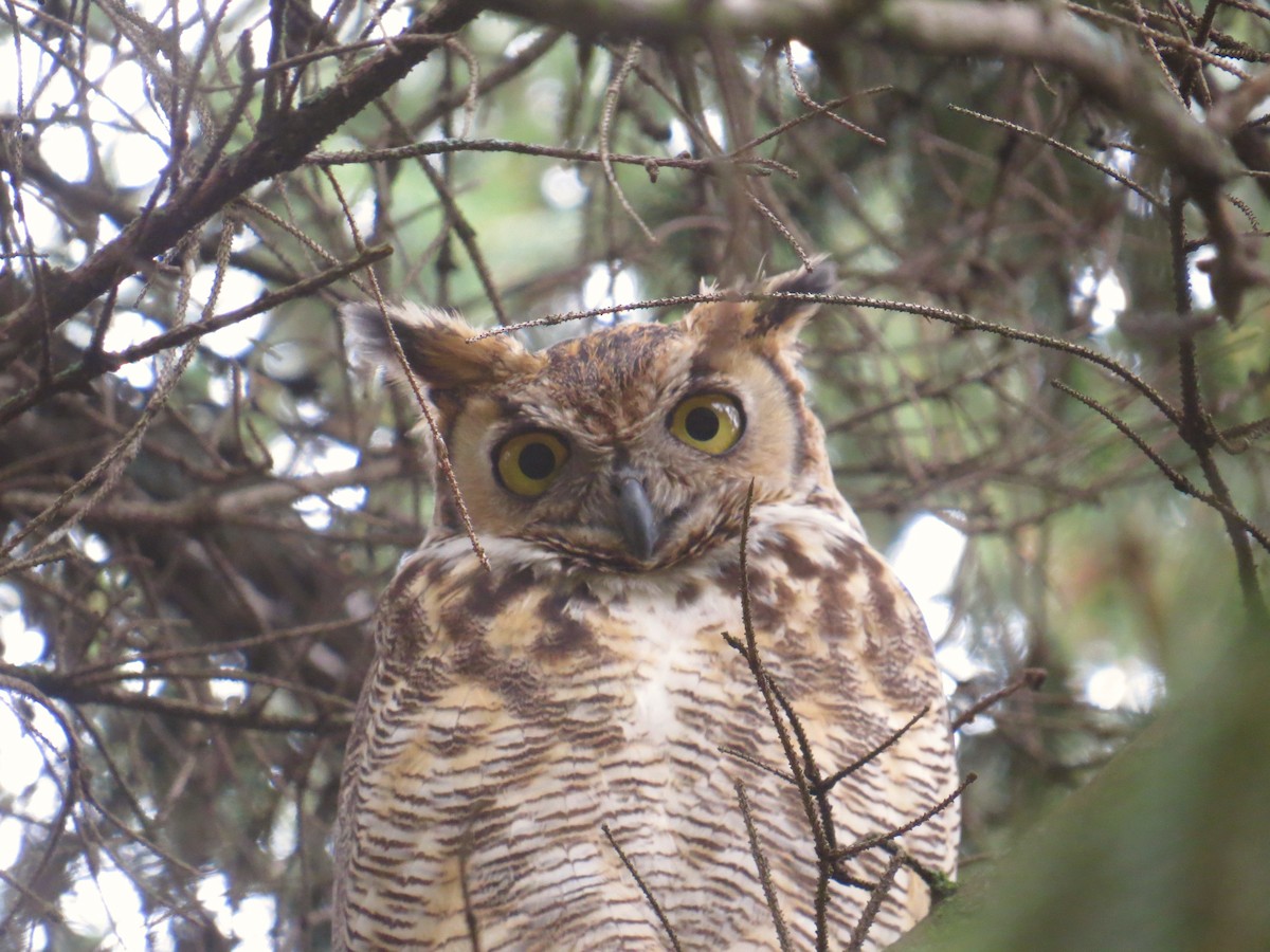 Great Horned Owl - Stuart Malcolm