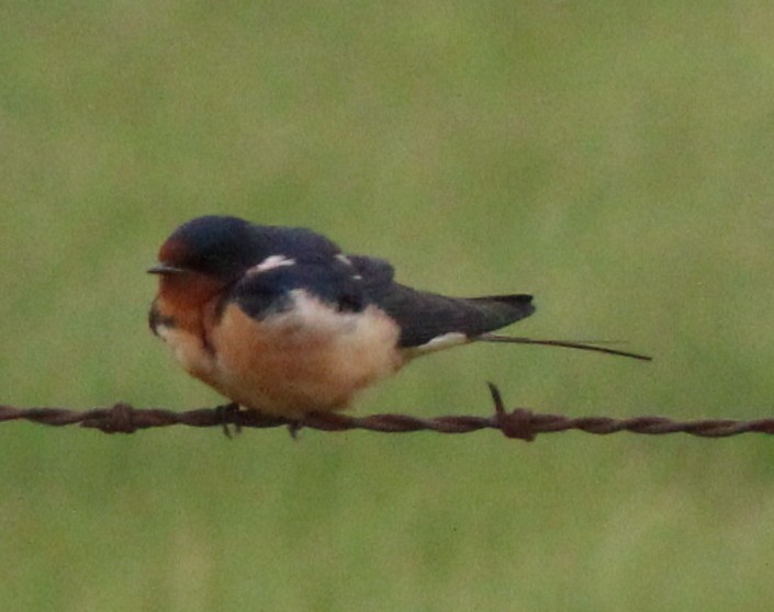 Barn Swallow - ML157314601