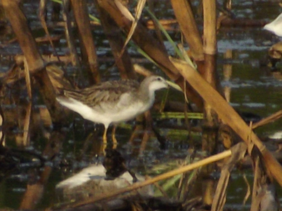 Falaropo Tricolor - ML157315111