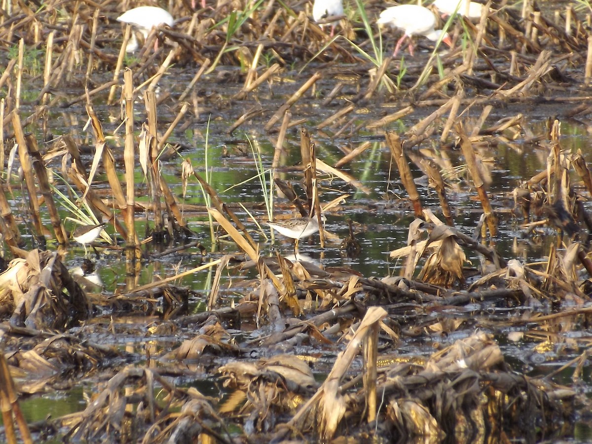 Falaropo Tricolor - ML157315461