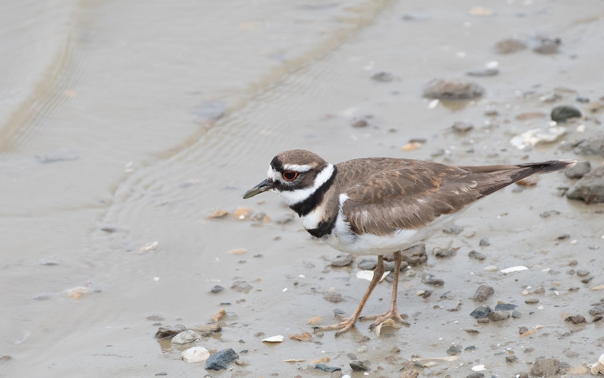 Killdeer - ML157316001