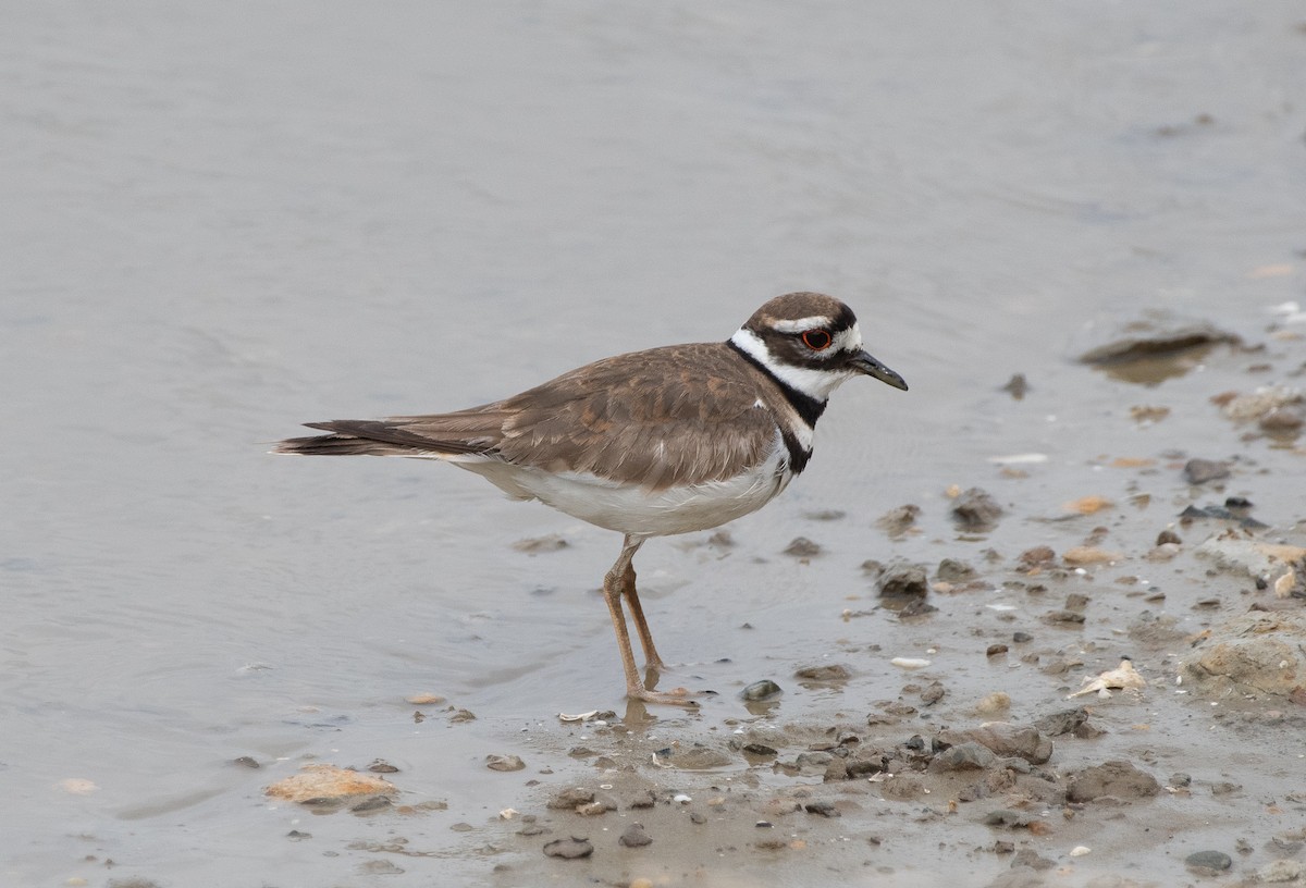 Killdeer - ML157316011