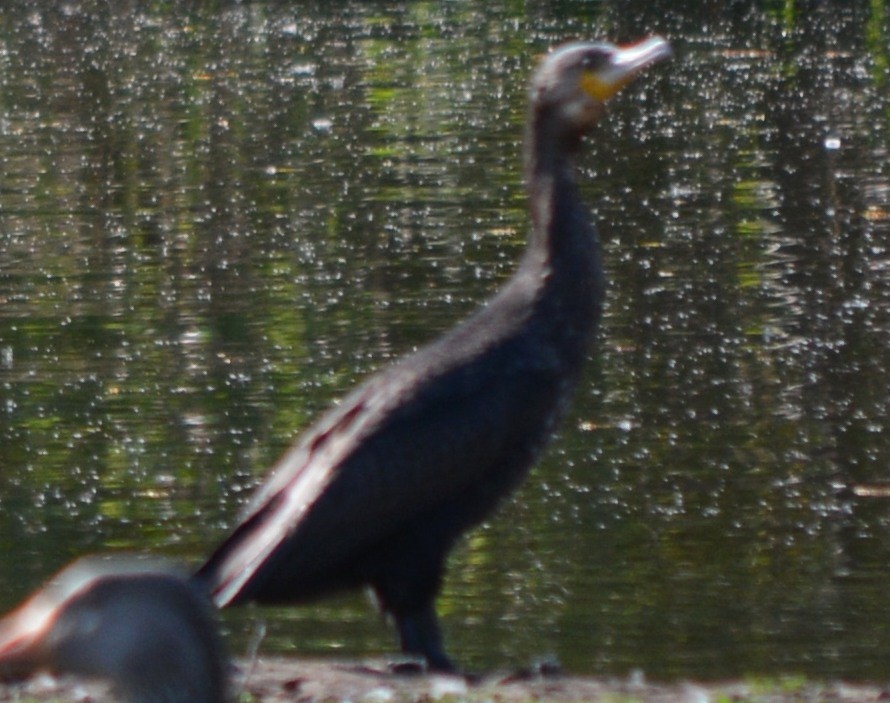 Cormorán Grande - ML157316441