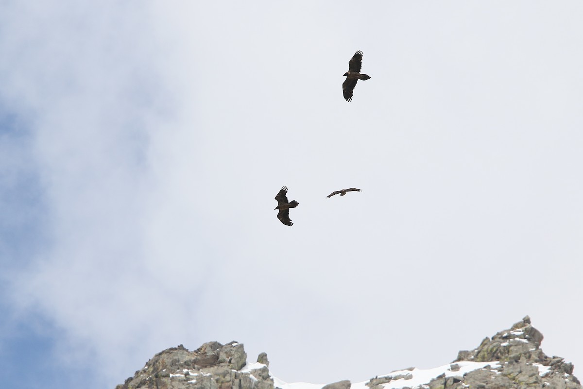 Bearded Vulture - Christoph Moning